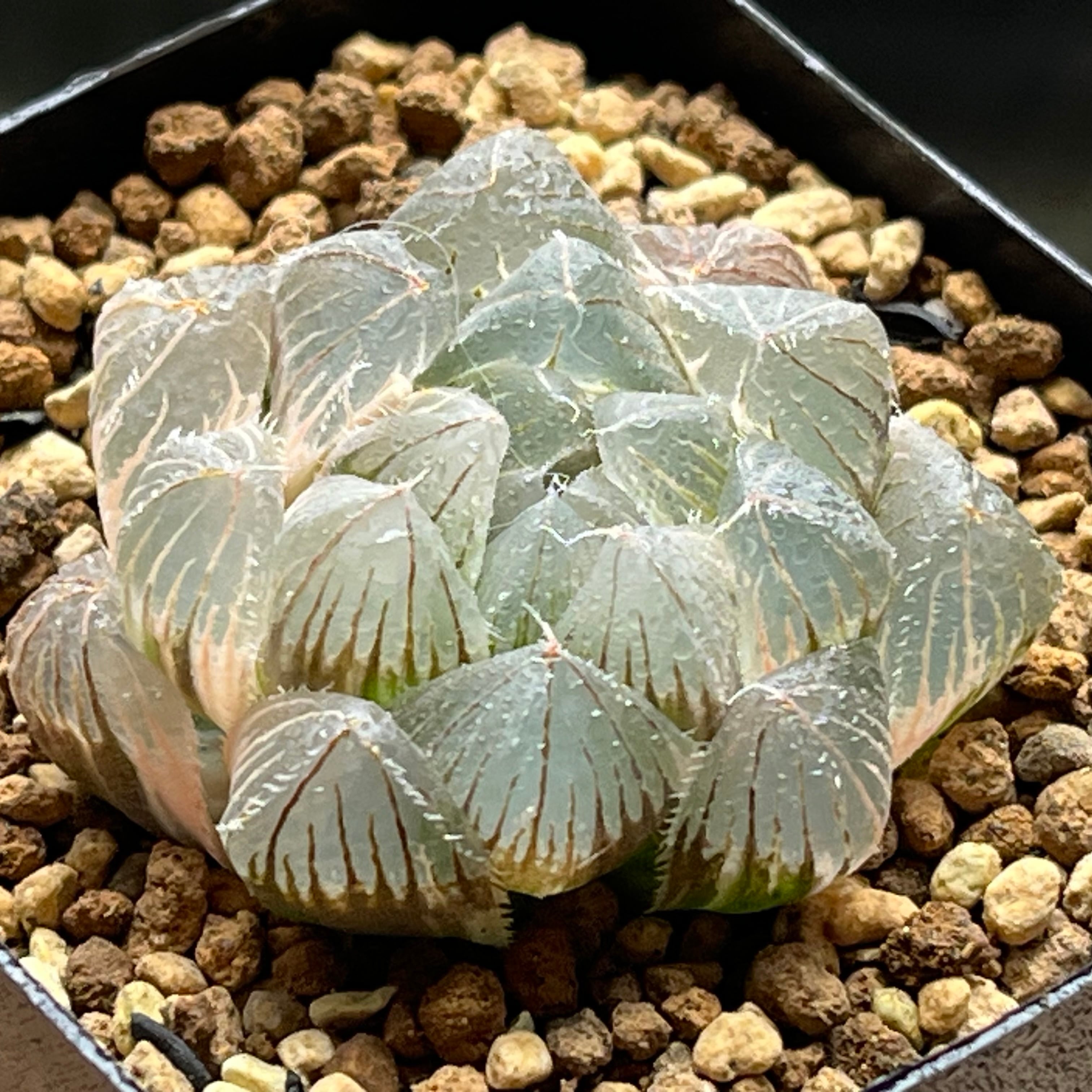 ハオルチア B型コンプトミュータント錦 | mocono_plants