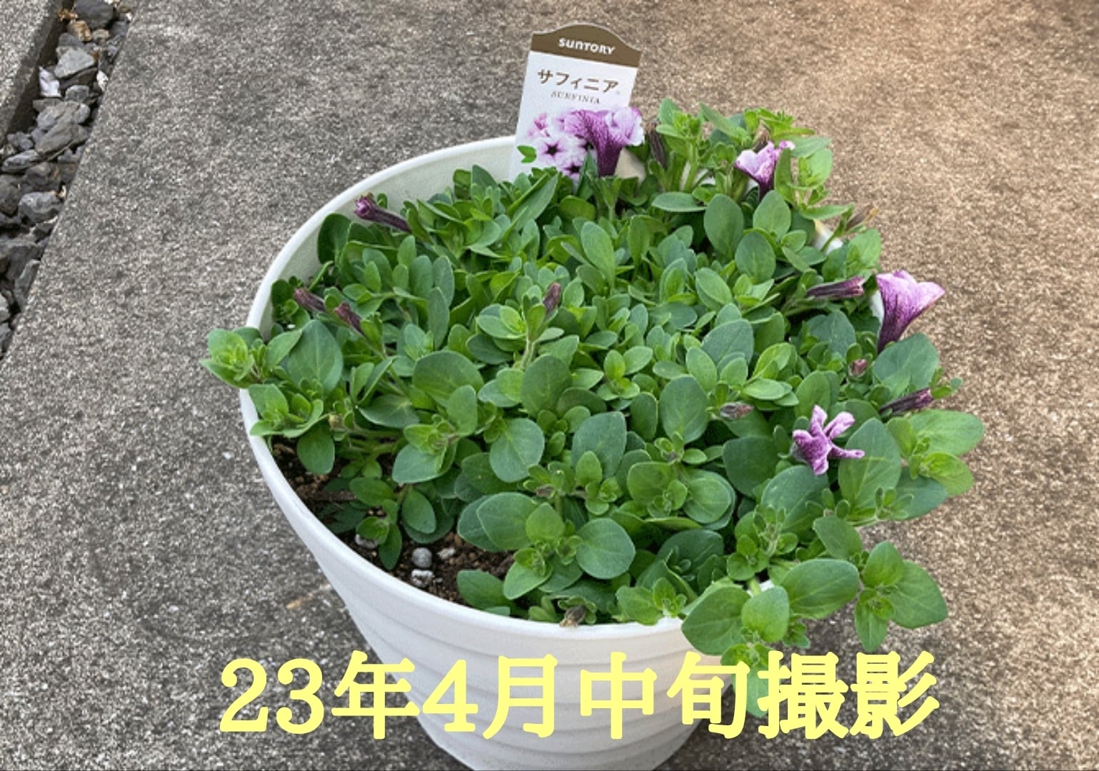 サフィニア ラベンダーレース | 花のとびつか
