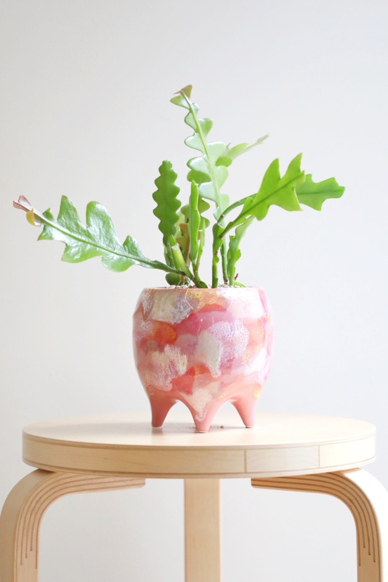 【S】フィッシュボーンカクタス/Fishbone cactus