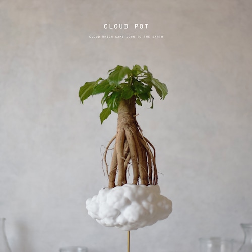 地上に降りてきたモコモコ雲(large) ステレオスペルマム・ラデルマケラ