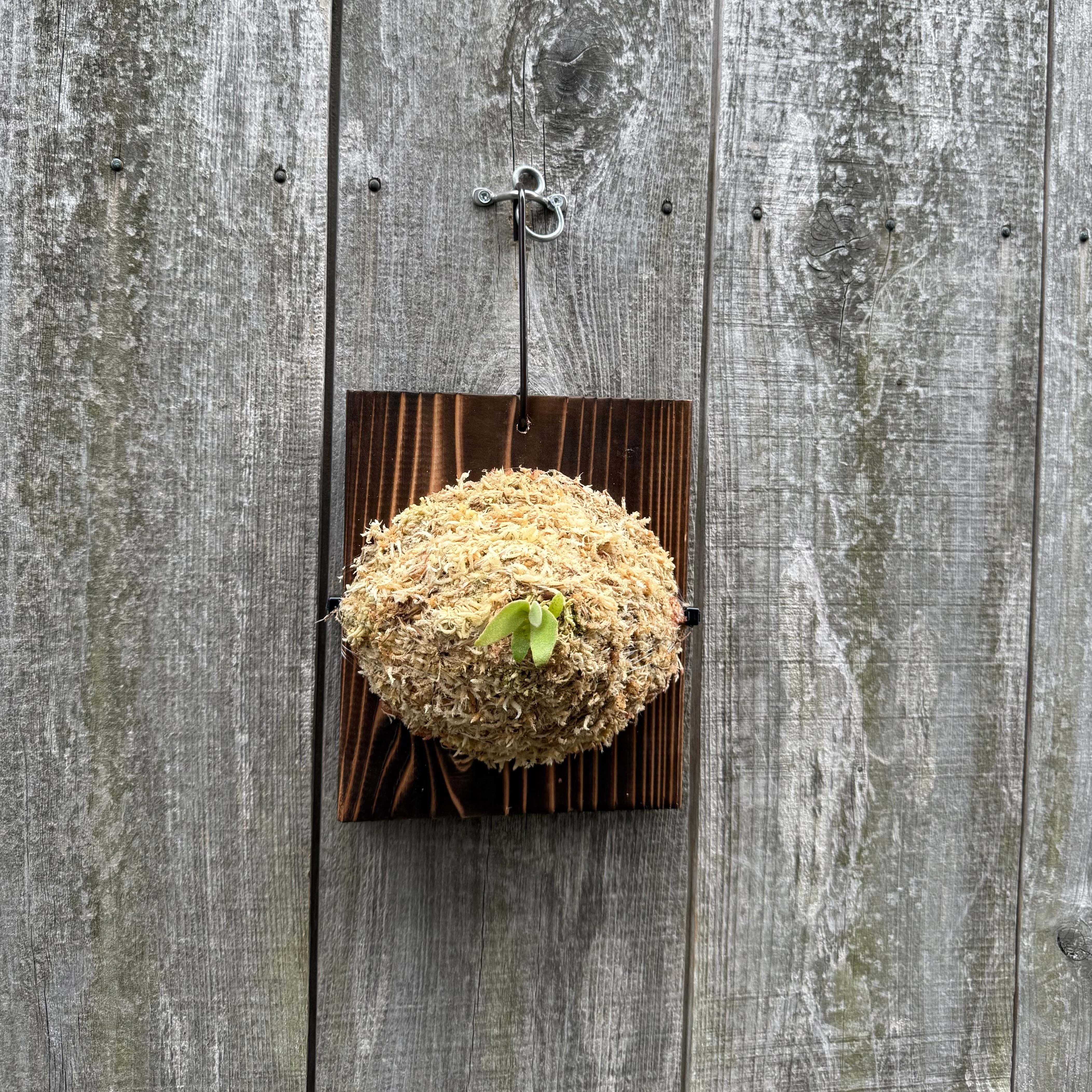 P.Triceratops (三角龍) pup | naturefix