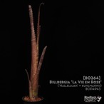 【送料無料】Billbergia 'La Vie en Rose'〔ビルベルギア〕現品発送B0264