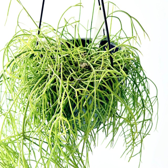 【再入荷】リプサリス カスッサ 透明感のある森林サボテン 観葉植物 calm cafe