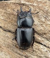 【WD】《スマトラオオヒラタ アチェ産 83mm ペア》