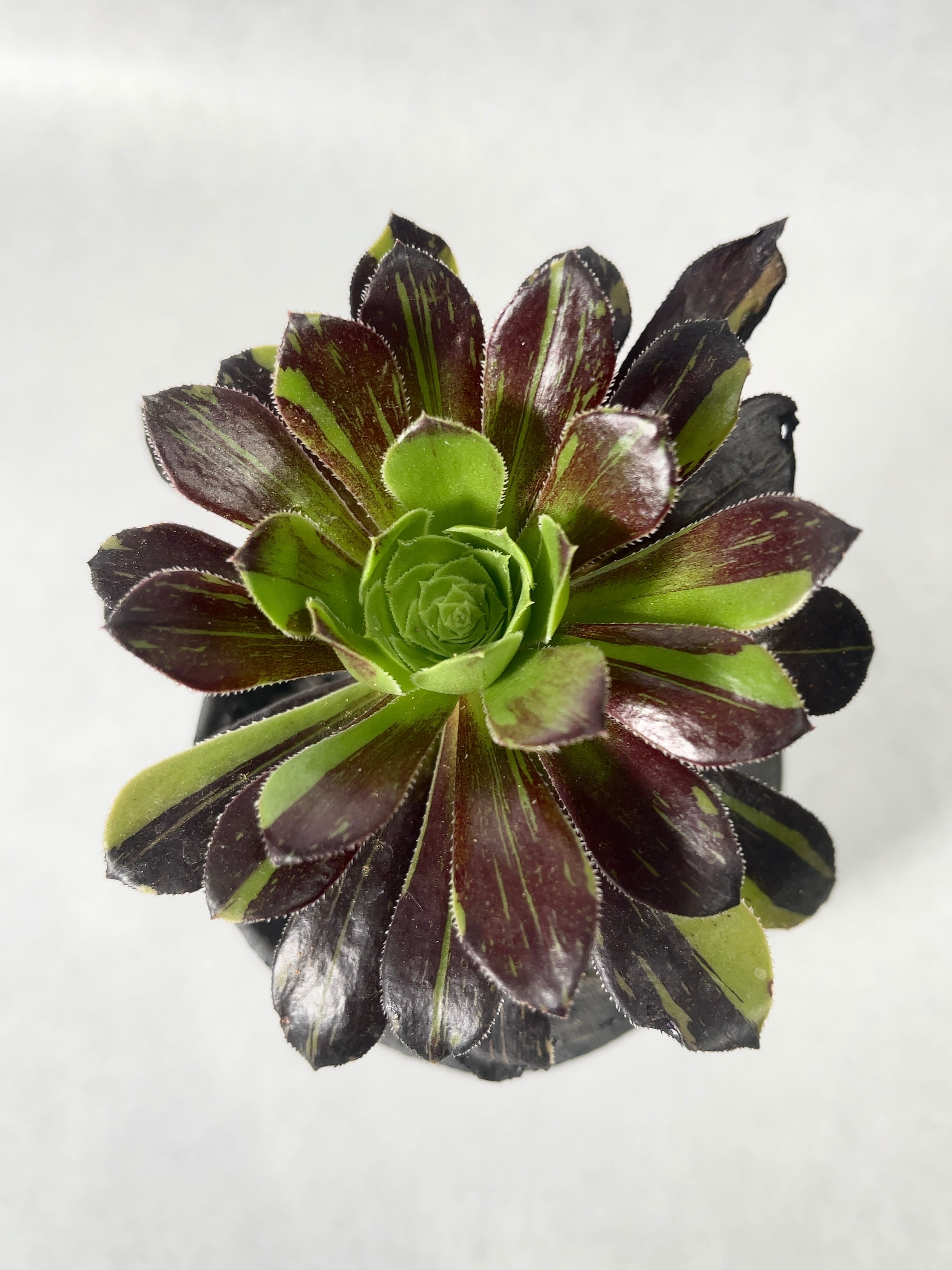 アエオニウム・ビックバン | trigger