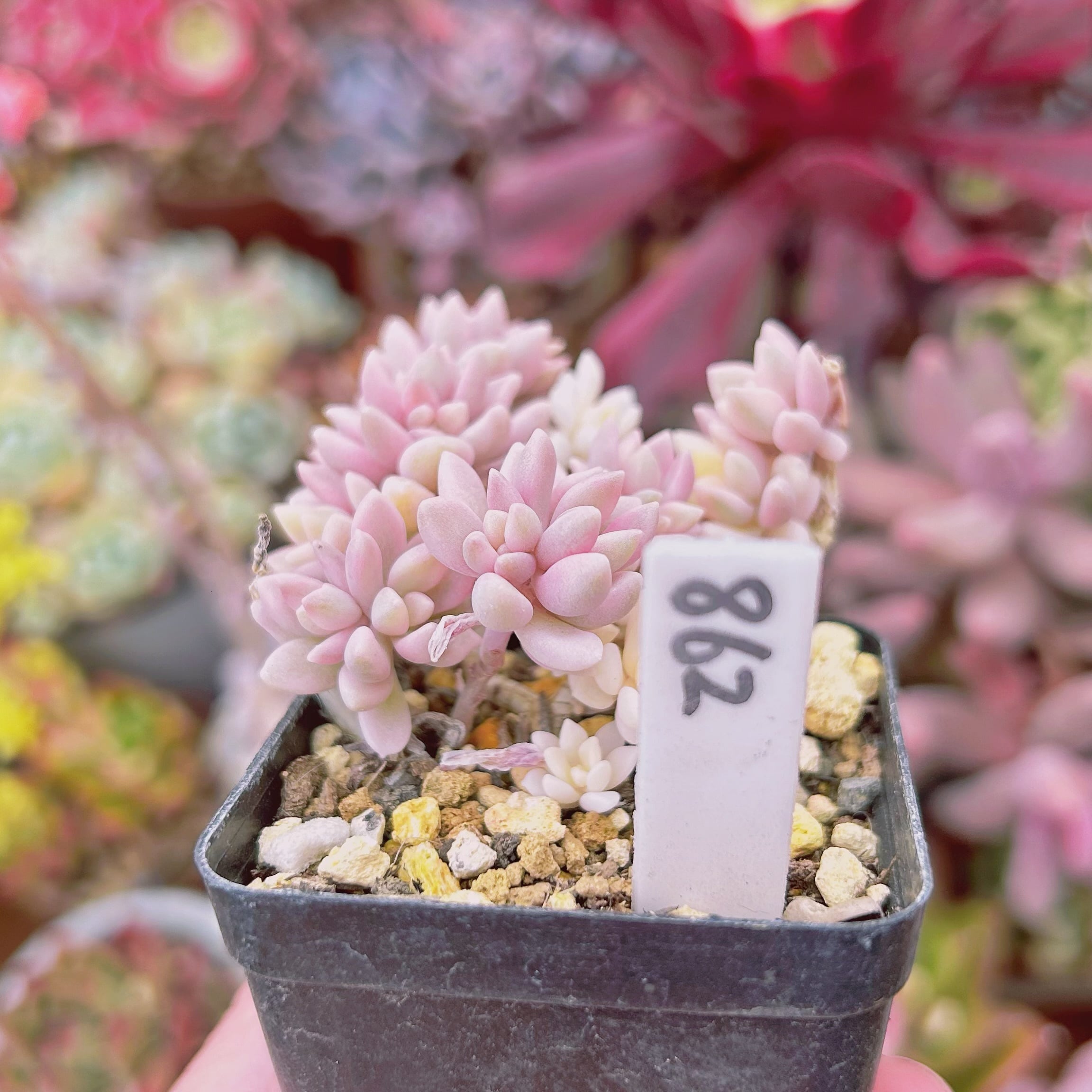 862現物 多肉植物 ミリナエ錦 抜き苗 | るる農園~多肉植物専門