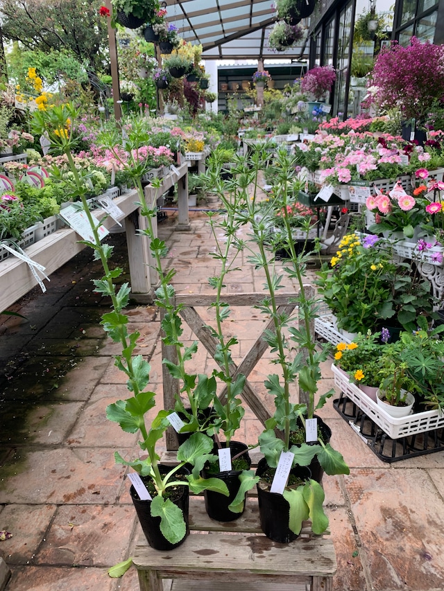 単品 幻想的な色あい2種 エリンジウム ブルーグリッター ホワイトグリッター つぼみ付 3号ロングポッド 切り花 ドライフラワー スワッグ 宿根草 シャン ド フルール 鹿児島市にある園芸店 観葉植物 花 寄せ植え お庭 Diy 単品 幻想的な色あい2種 エリンジウム ブルーグリッター ホワイトグリッター つぼみ付 3号ロングポッド 切り花 ドライフラワー スワッグ 宿根草 シャン ド フルール 鹿児島市にある園芸店 観葉植物 花 寄せ植え お庭 Diy