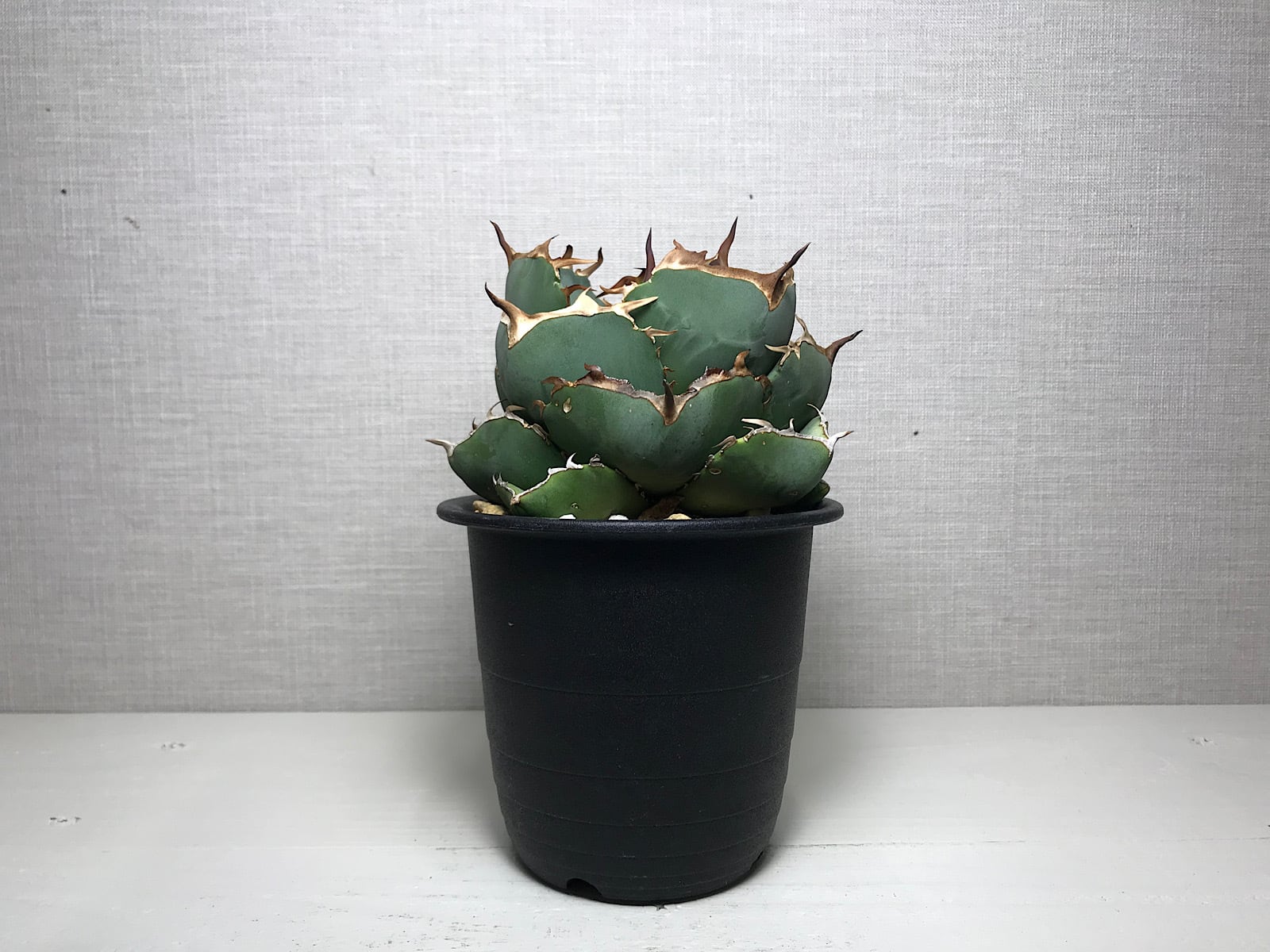 アガベ チタノタ ジャガーノート