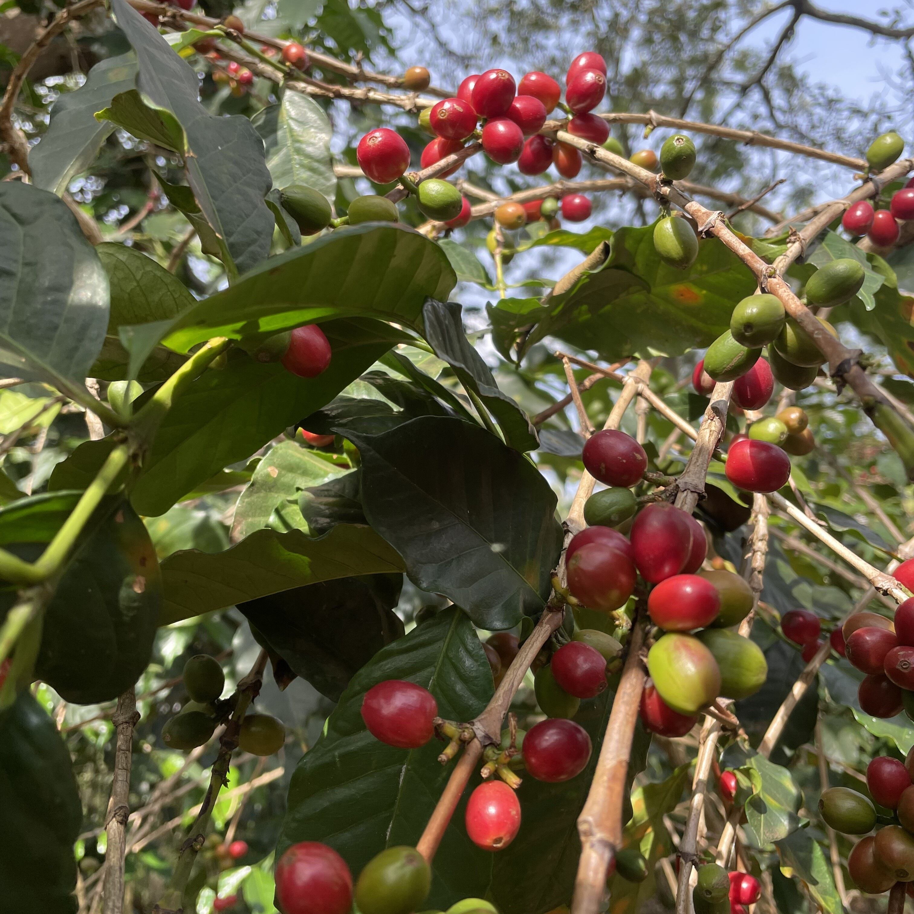 ◾️ブルンジ　ムインガ　カランボ CWS　ブルボン　ナチュラル　１５０g
