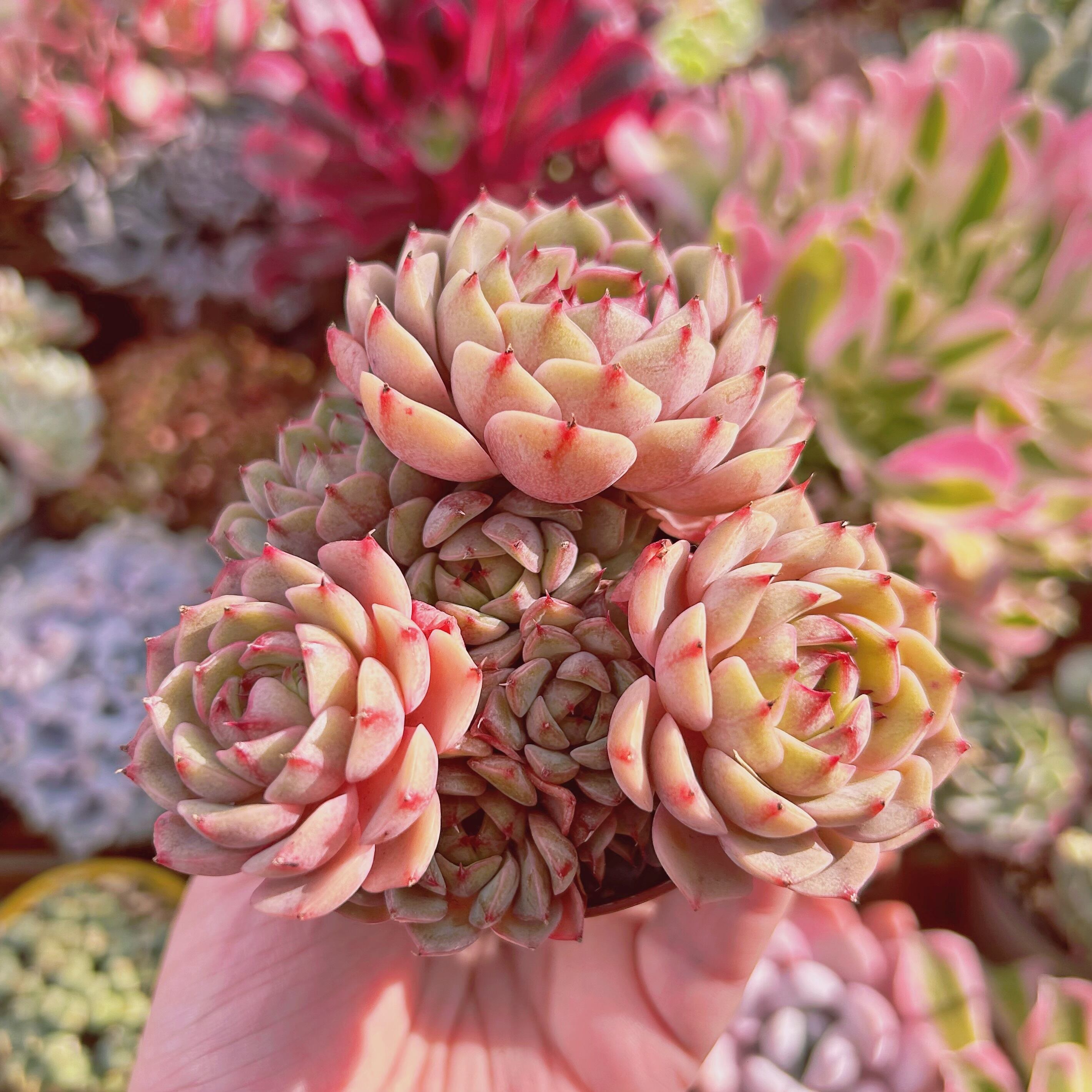 #918現物　多肉植物　ベンバディス　特大