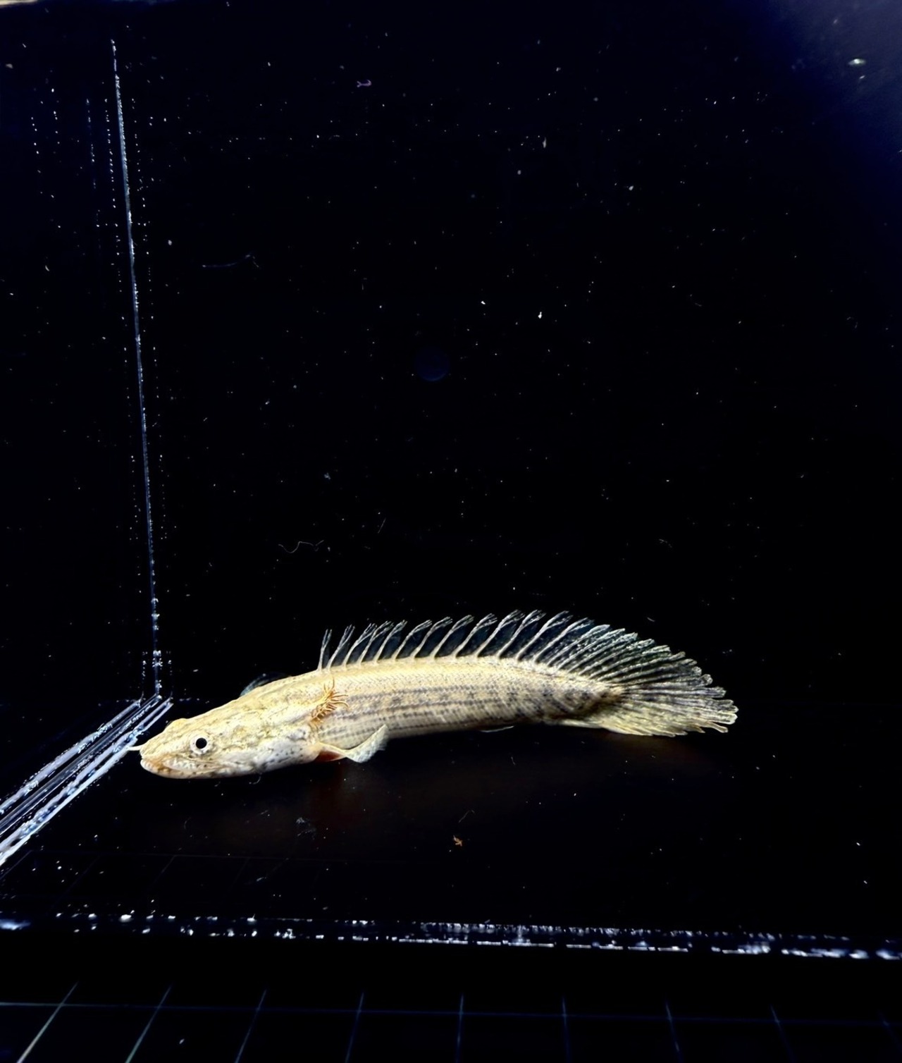 ポリプテルス ラプラディ・ショートボディー❸ - 2