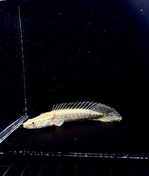 ポリプテルス ラプラディ・ショートボディー❸