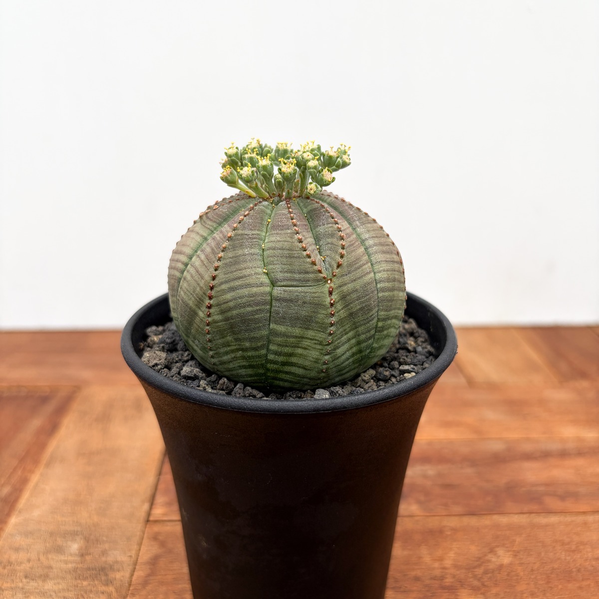 Euphorbia obesa【ユーフォルビア・オベサ・実生】 | RIMO