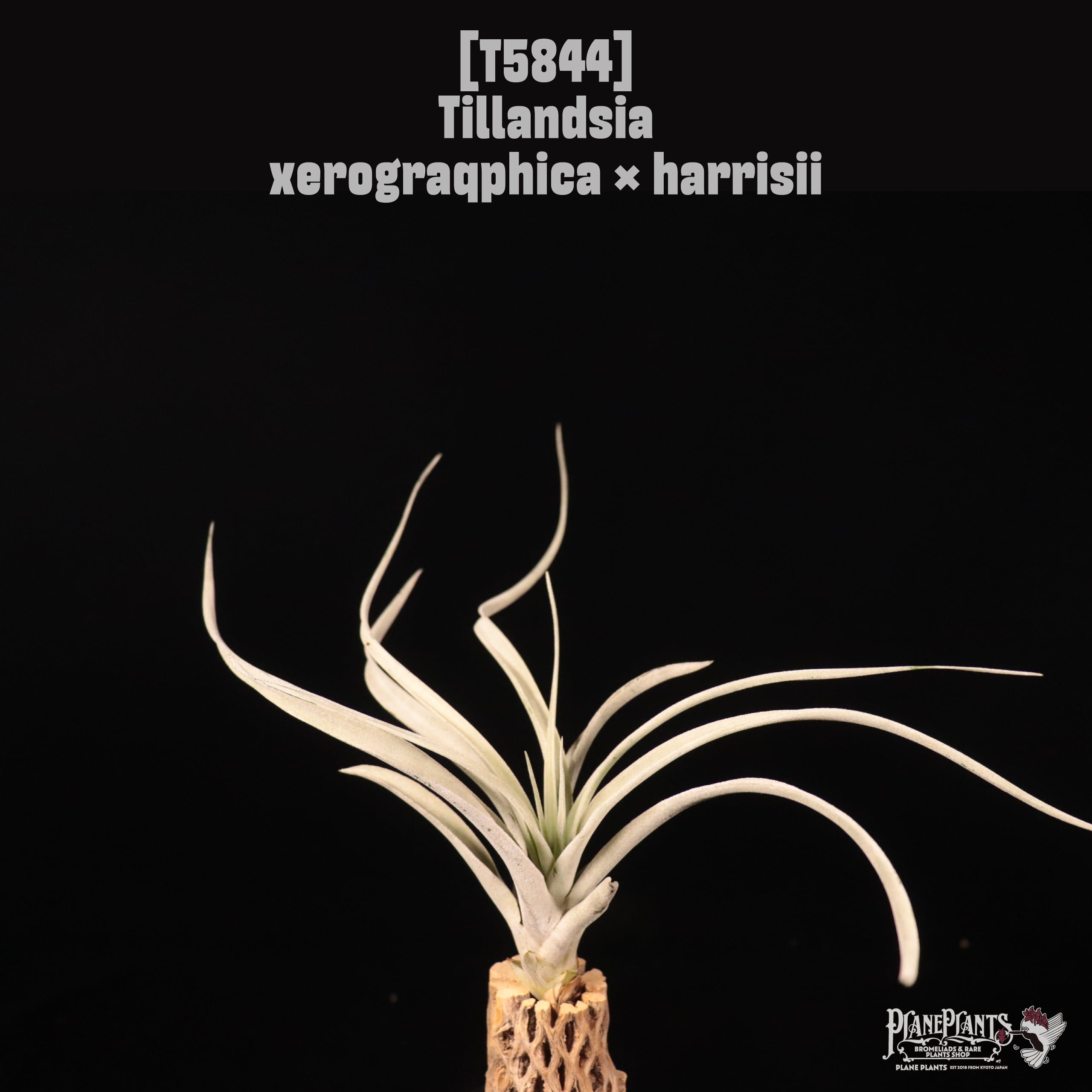 Tillandsia xerographica x harrisii〔ティランジア〕T5844
