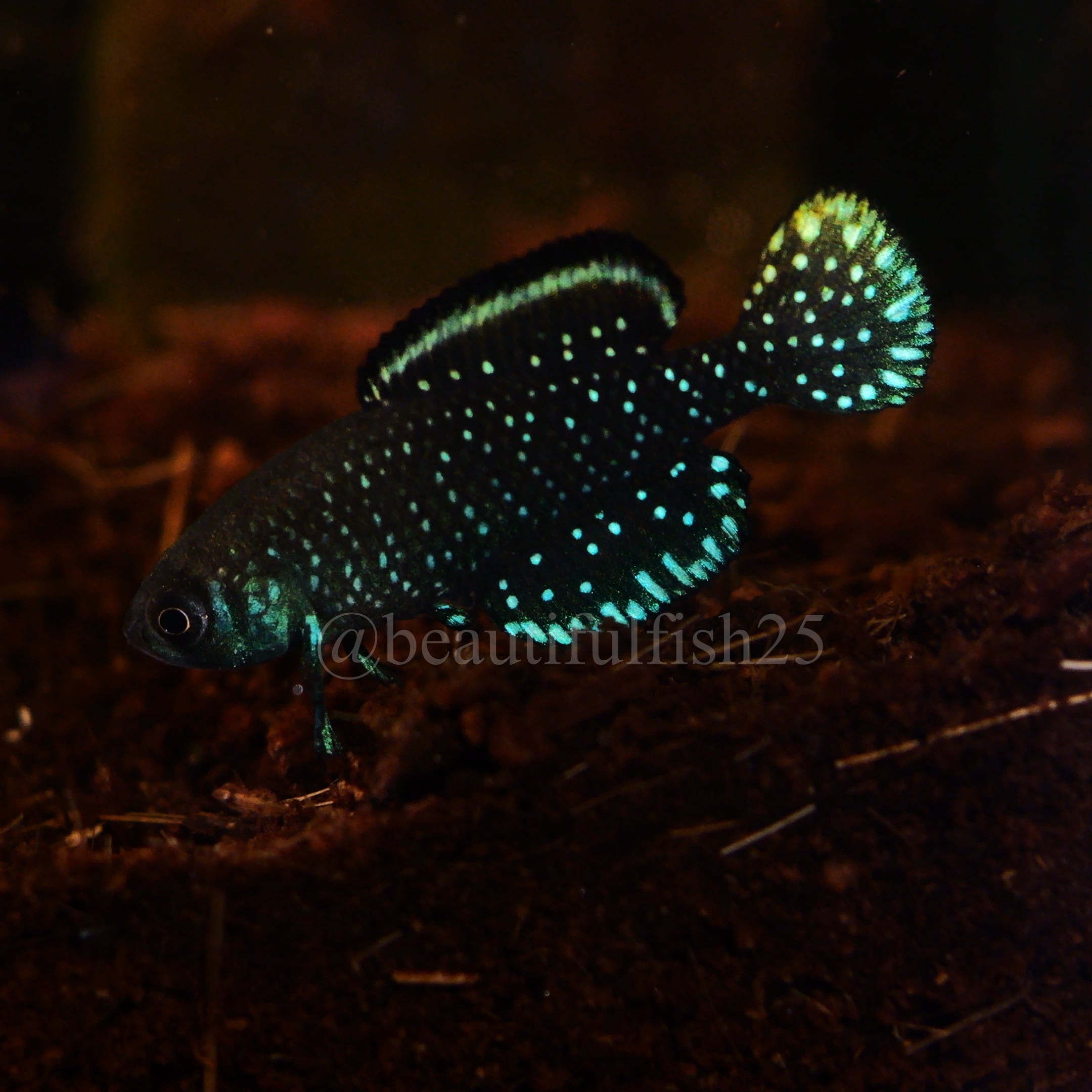 卵生メダカ卵 Aphyosemion joergenscheeli GBG93/21 卵15個 15+eggs