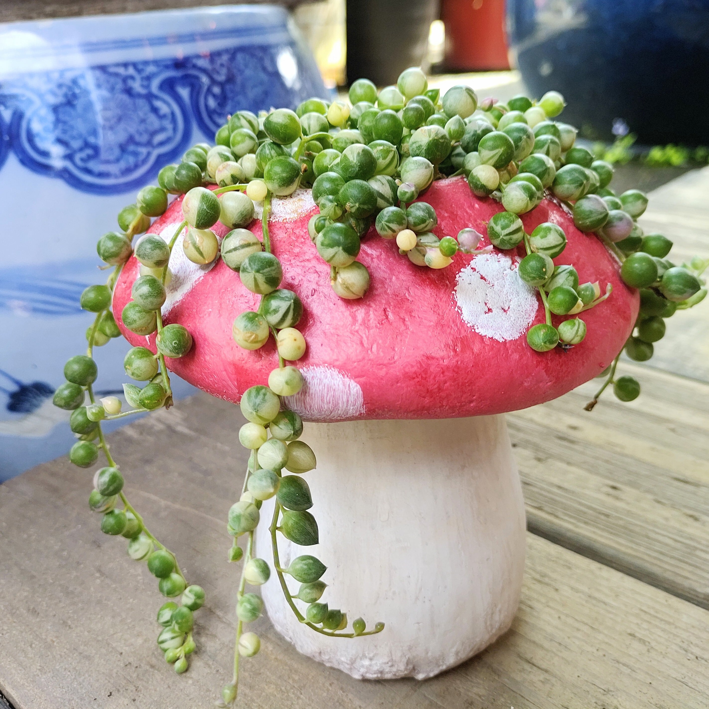 フォロー割300円OFF❣️初恋草を追加❣️ブラックパール❣️クリスマスローズ寄せ植え 園芸ネット本店｜クリスマスローズ：*ブラックパール4.5号ポット の