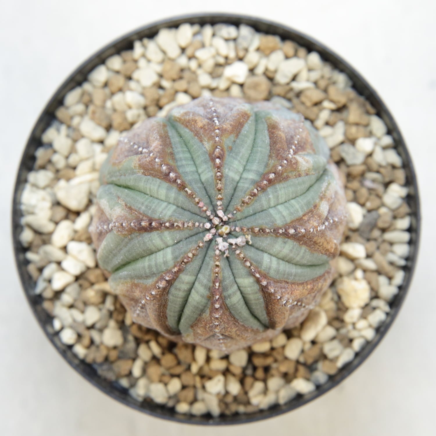 美模様 木質化 マイクロオベサ / ユーフォルビア | LIGHTHOUSE.PLANTS