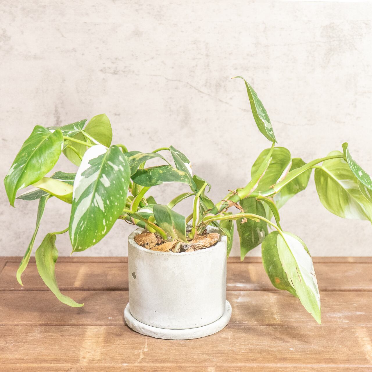 フィロデンドロン・ホワイトプリンセス|真っ白な斑入りの葉が印象的なエレガントな観葉植物【一点物モルタル鉢】