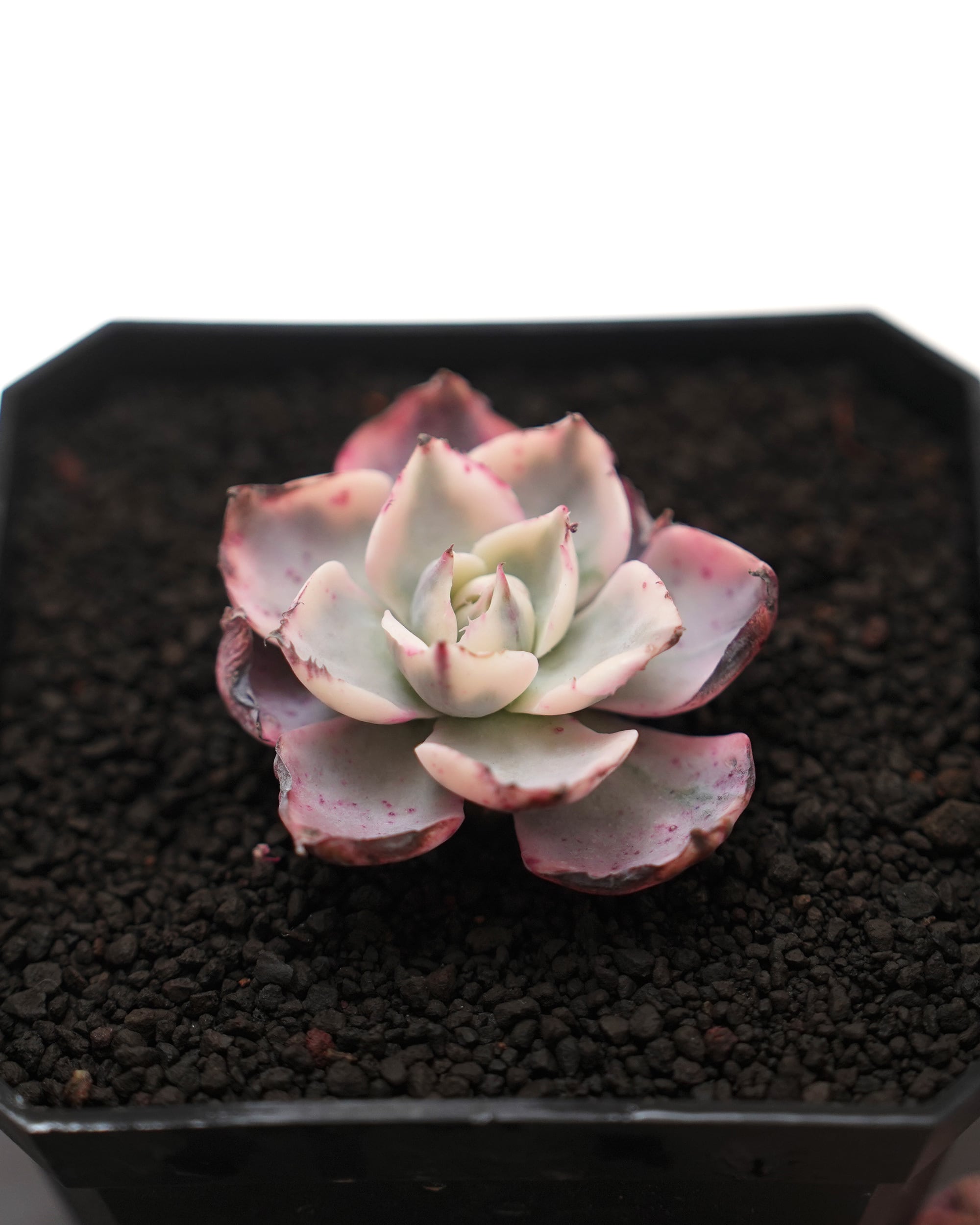 NEW RELEASE | PUKUBOOK SUCCULENTS