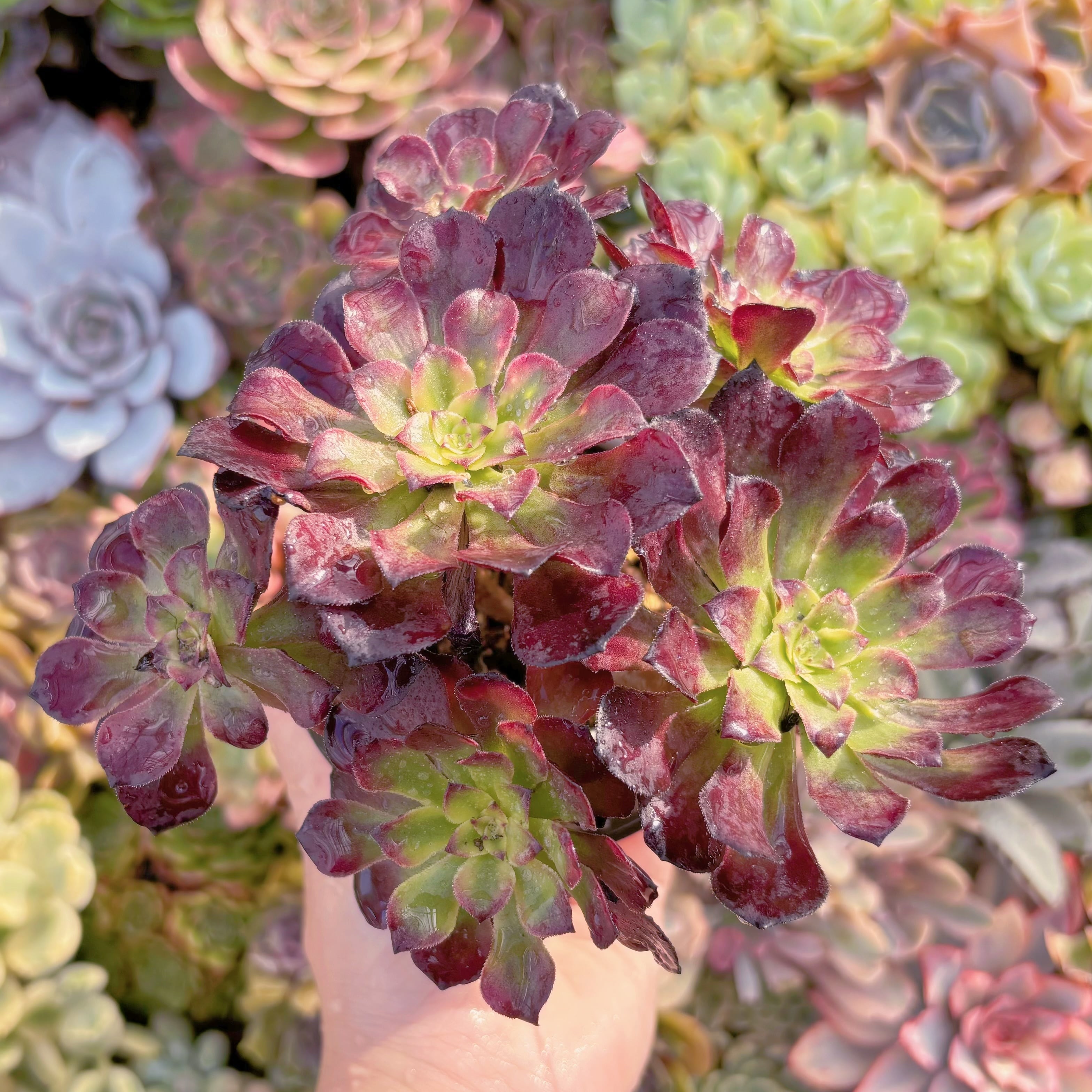 現品　花蝶#B40　群生　新入荷　るる農園