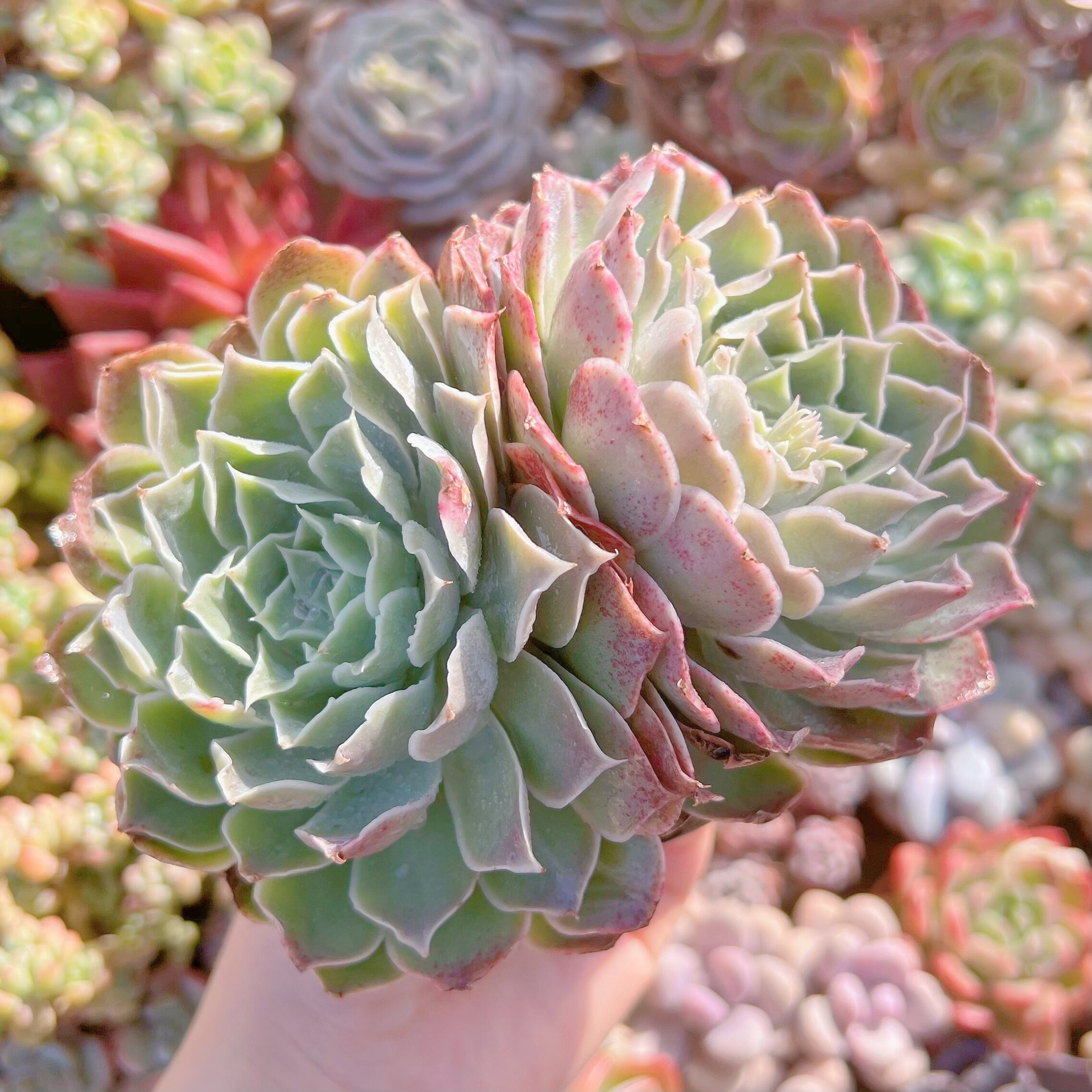 現品　Echeveria 'Laguna Sanchez'#267　2頭群生　るる農園