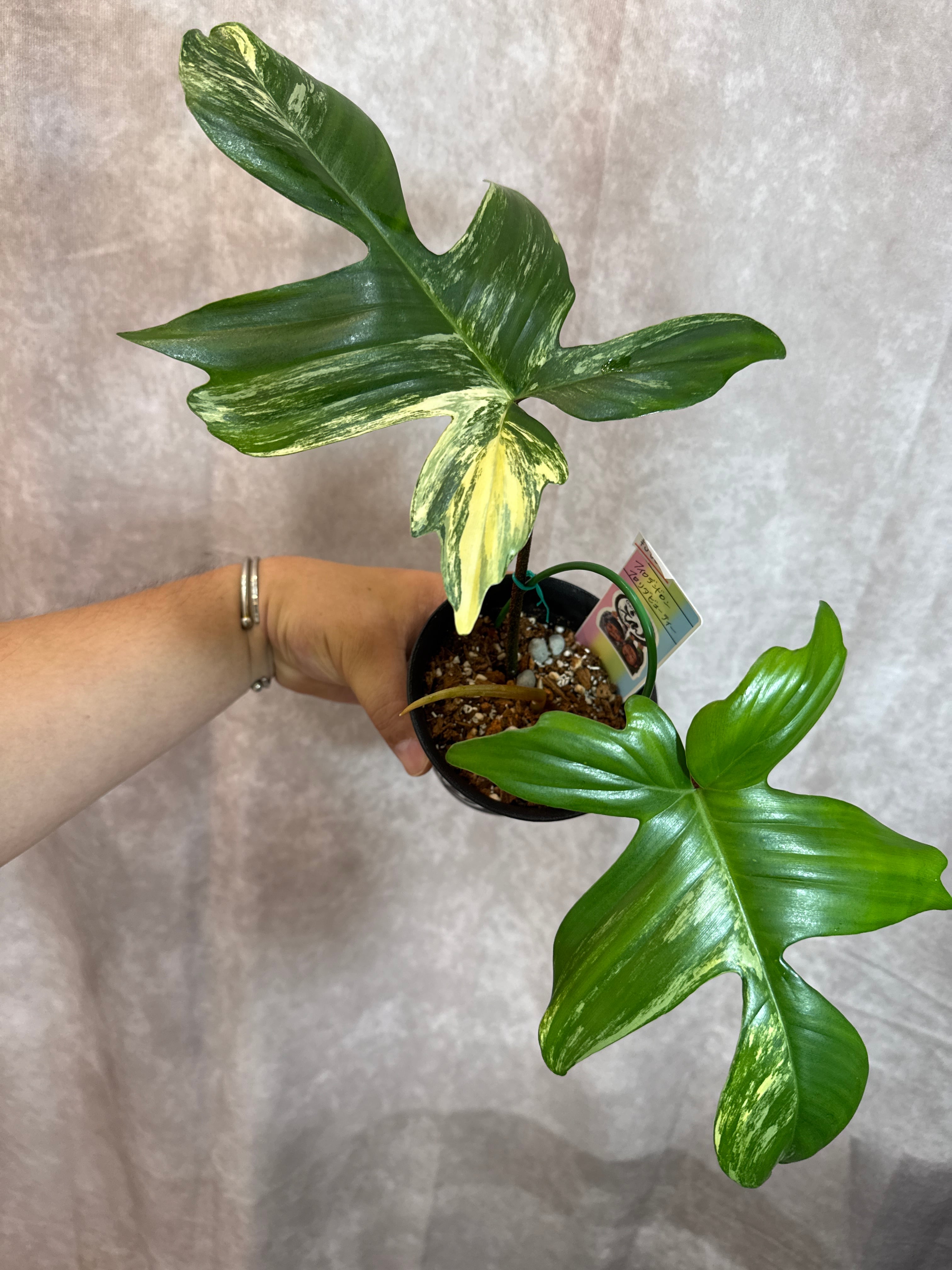 フィロデンドロン フロリダビューティー | Gardenえん 【観葉熱帯植物】