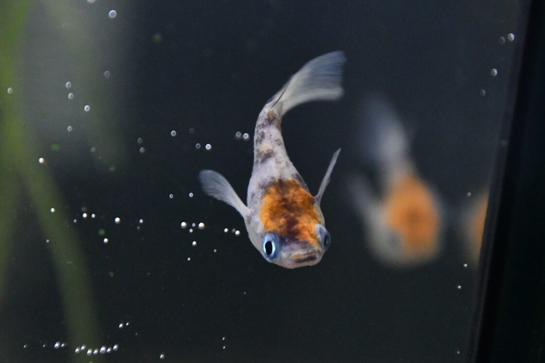 雲州三色ダルマ上物 メダカ若魚 #メダカ 改良メダカ 雲州三色ダルマ 若 
