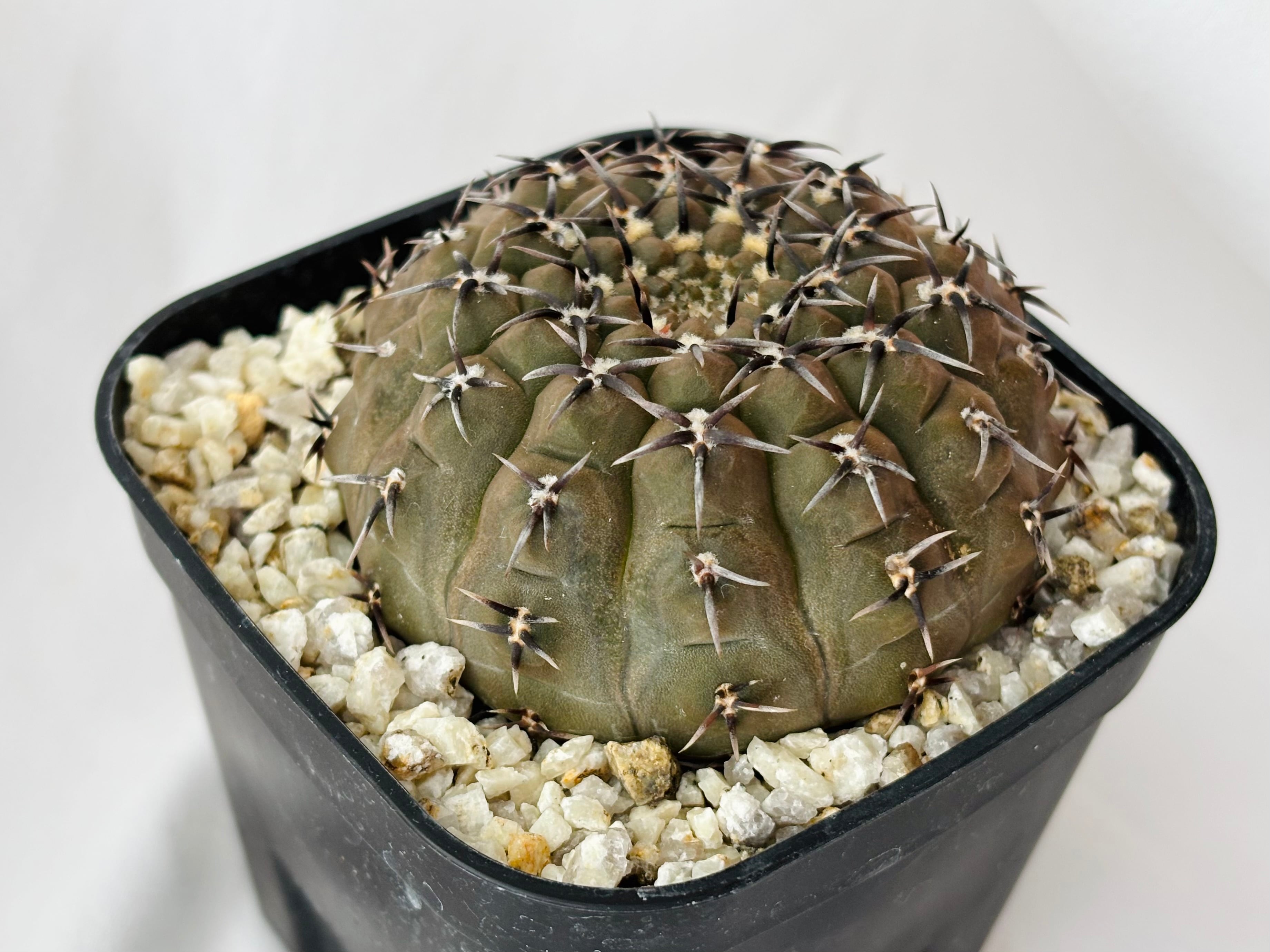 Gymnocalycium asterium ギムノカリキウム 黒刺鳳頭 サボテン | plants