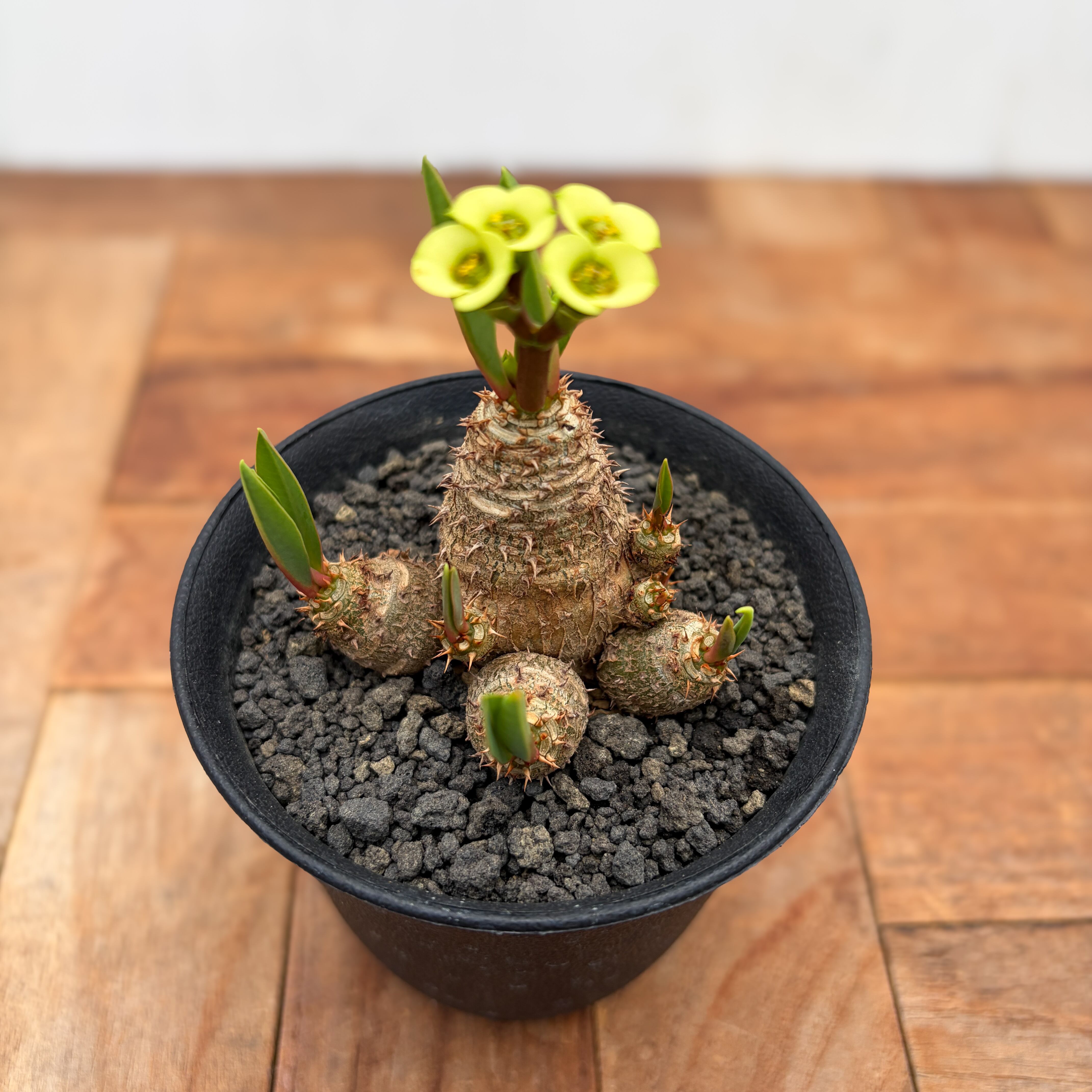 ユーフォルビア  ブレビフォリア ユーフォルビア ブレビフォリア / Euphorbia brevifolia | Ducks