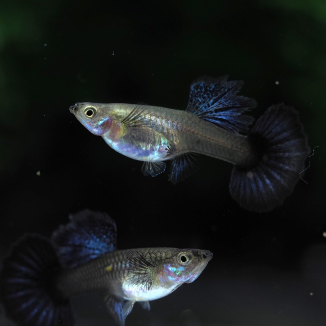 【現物】上物プラチナダークドラゴン　2ペア