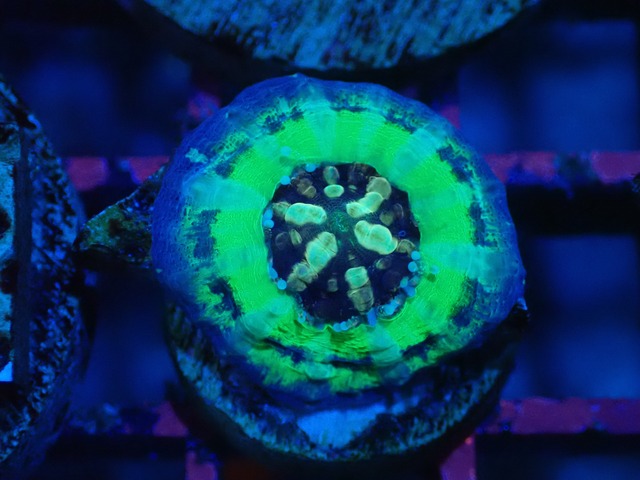 Scolymia Baby "UFO" 2