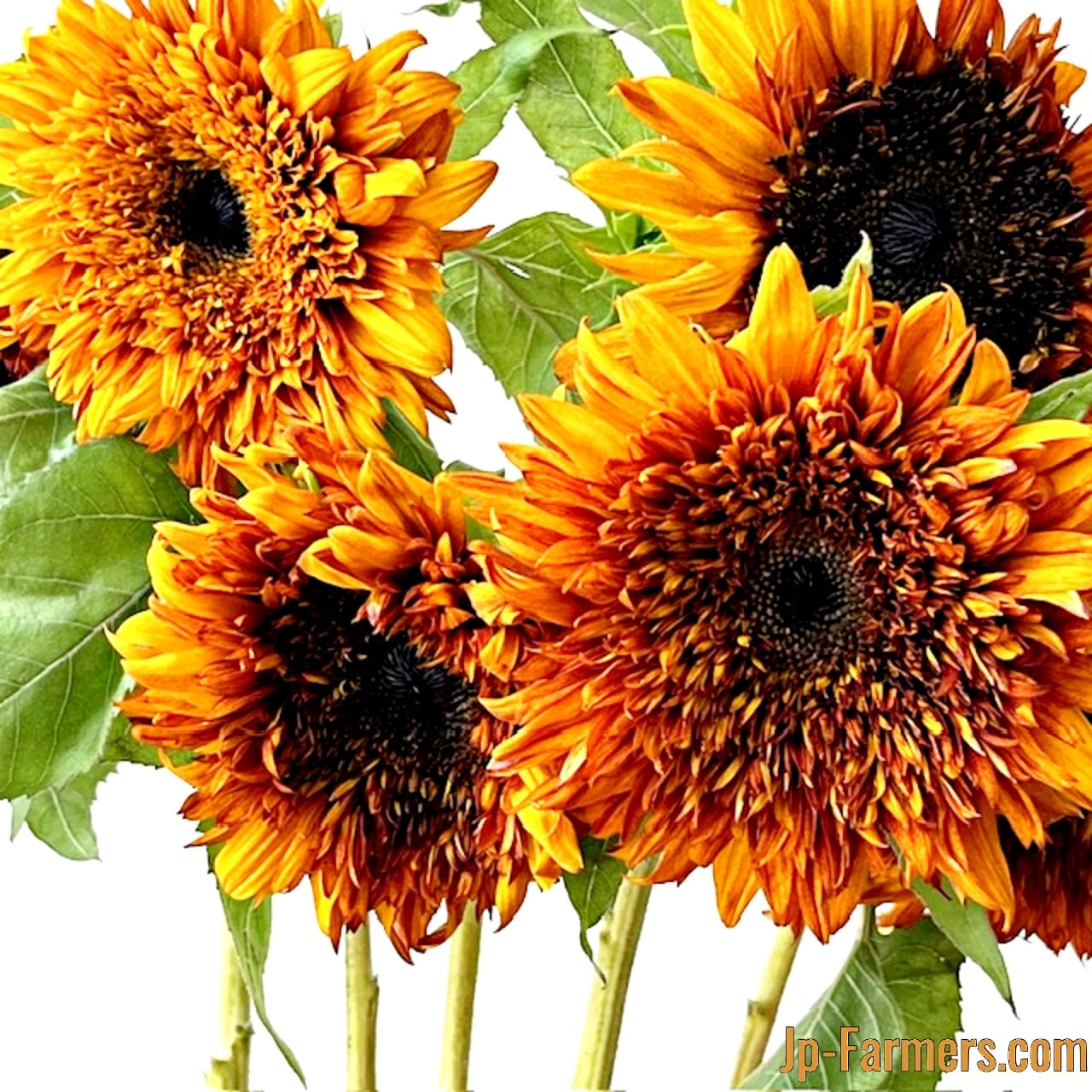 ヒマワリ | 新鮮お花問屋 Jp-Farmers.com