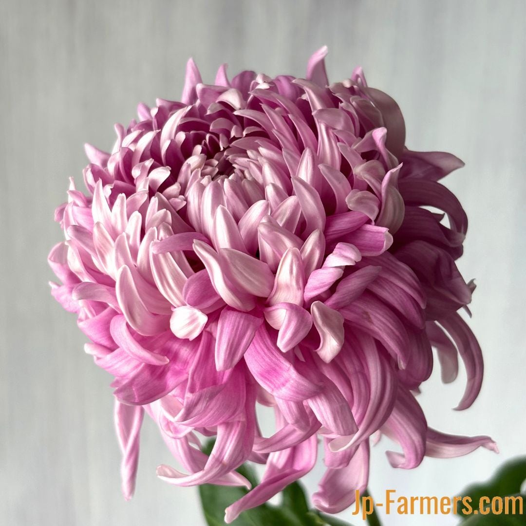 絵になる菊 セイマノア 10本 愛知県 | 新鮮お花問屋 Jp-Farmers.com