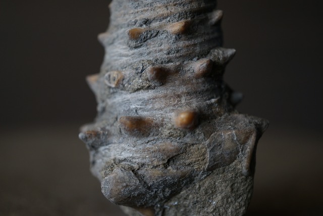 岡山県産ビカリア化石 Vicarya yokoyamai 1813