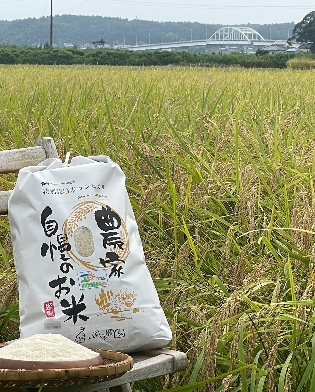 特別栽培米コシヒカリ10kg（2023年新米）　ecgwfarm
