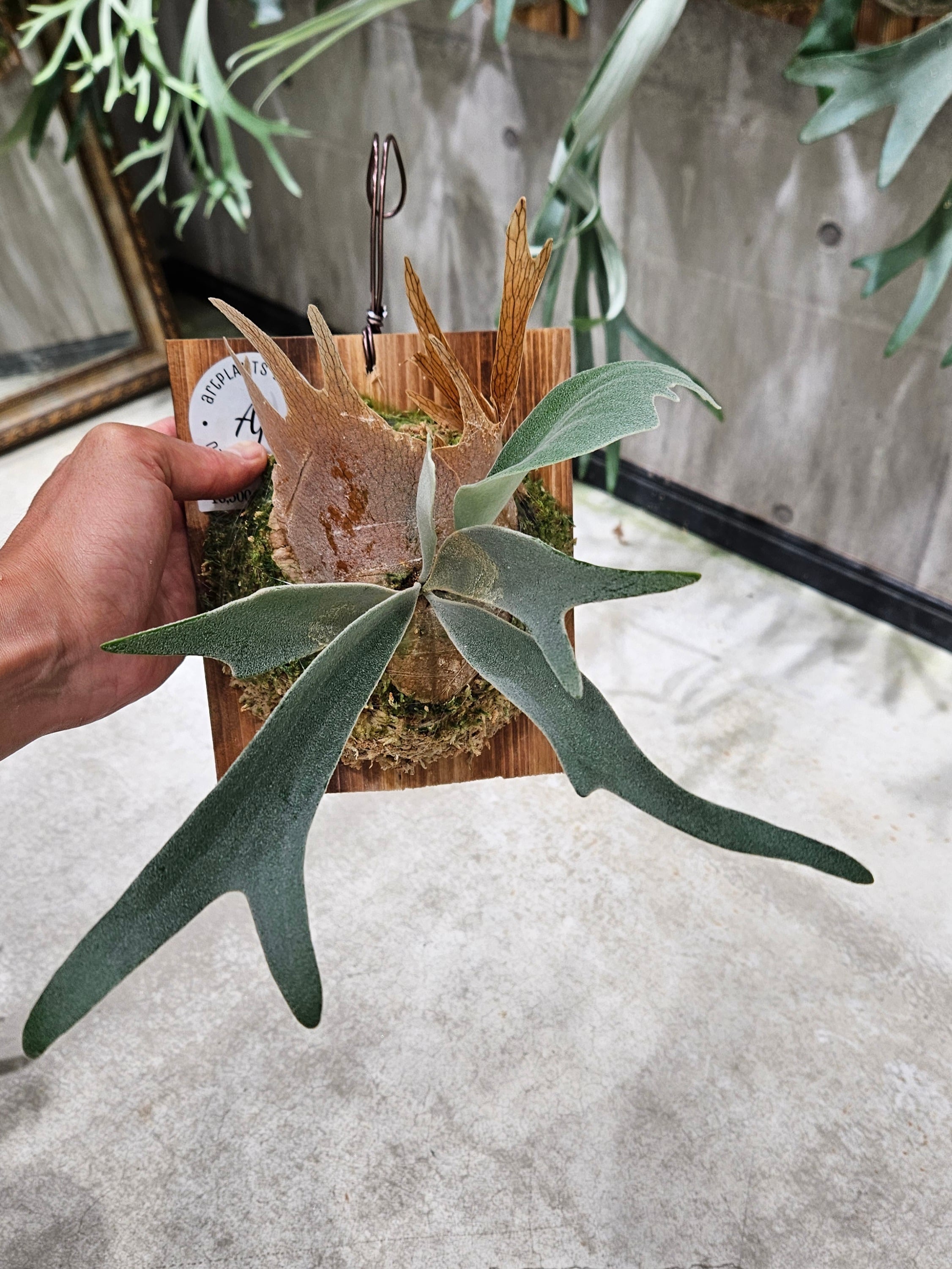 ビカクシダ | artPLANTs （アートプランツ）