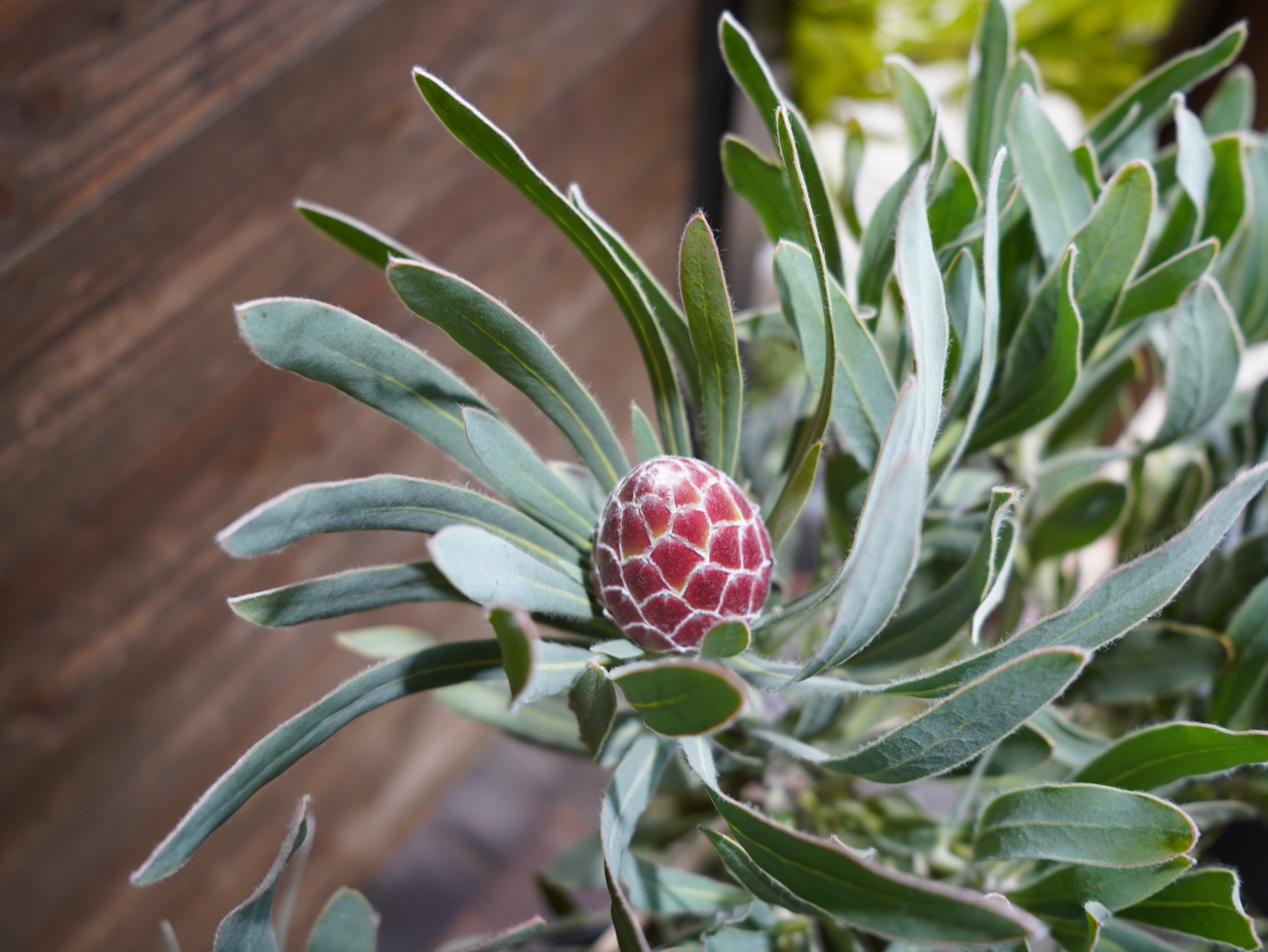 【現物】プロテア　”ポッサムマジック”