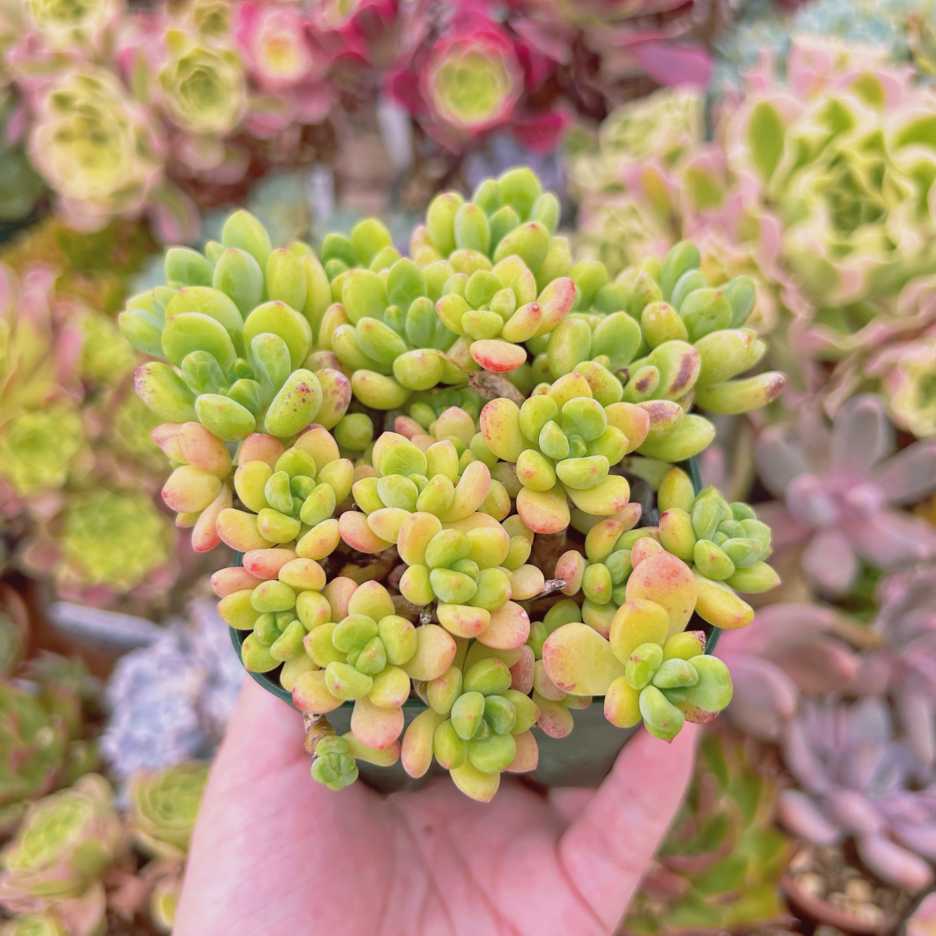 2006現物 多肉植物 シャングリラ 抜き苗 | るる農園~多肉植物専門