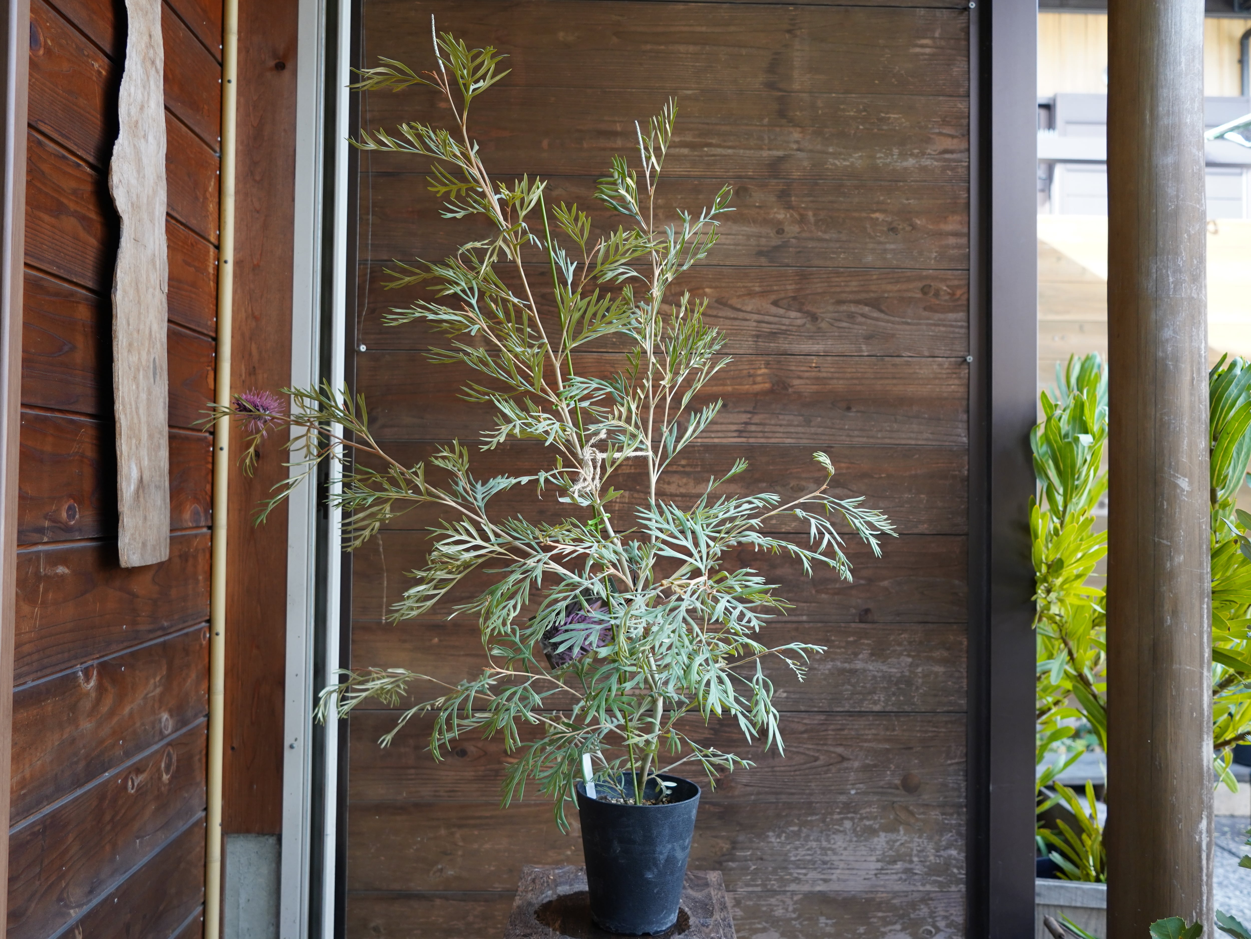 【現物】グレビレア　”ドーンパープル”　A