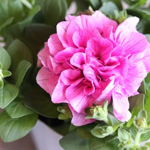 モンディマンシェ　ペチュニア　ベルチャーム　エレン｜　暑さに強い　寄せ植えにオススメ　１ポットで豪華
