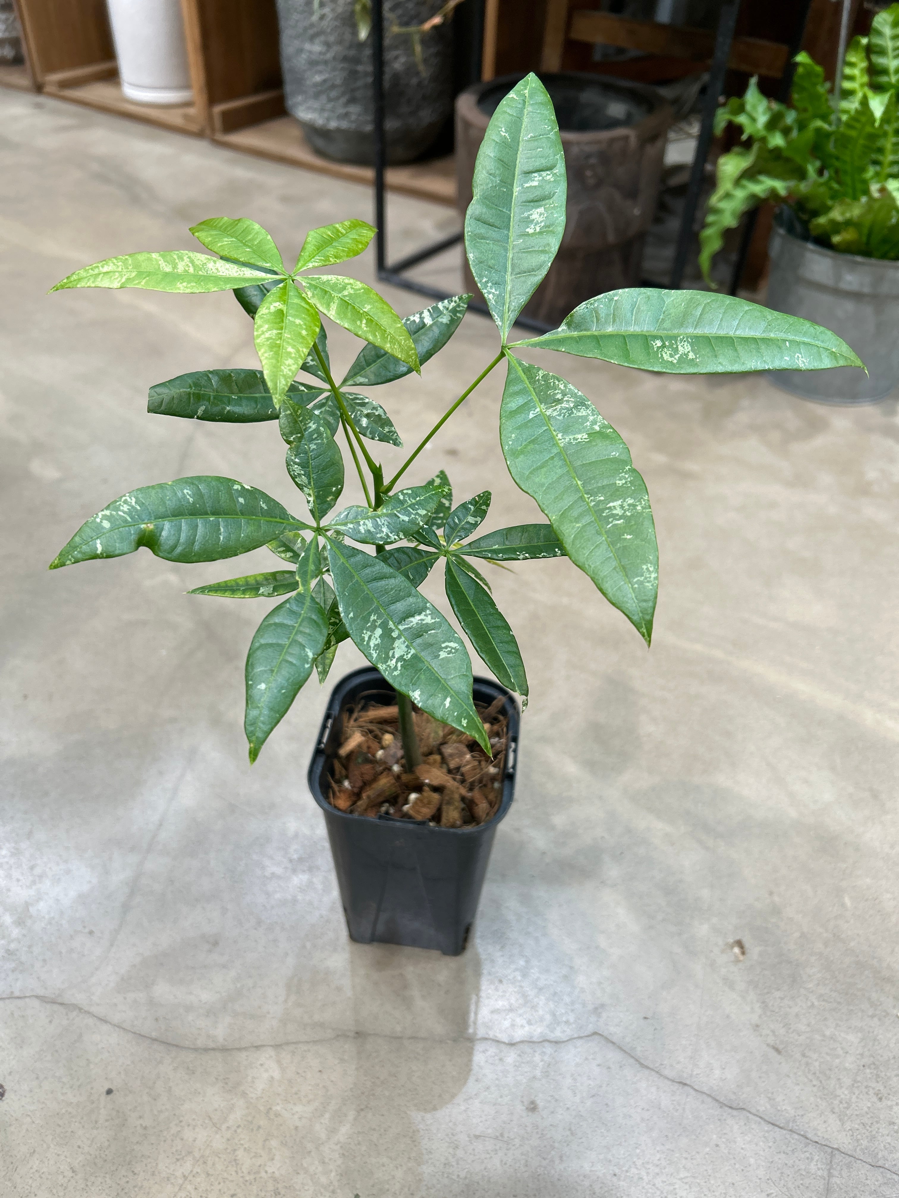 C パキラ 斑入り | MIDORIYA 観葉植物専門店