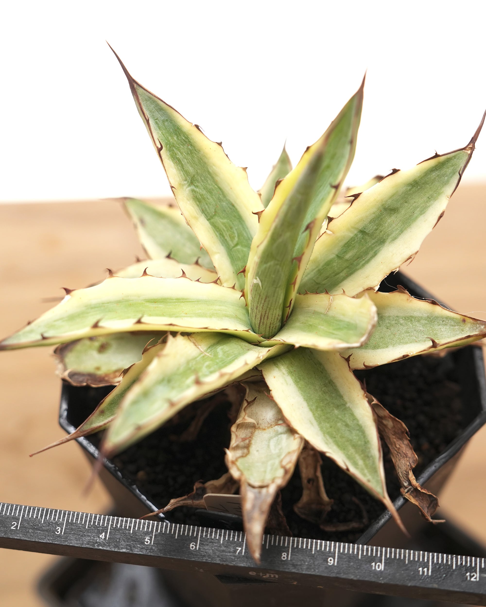 アガベ　フロストバイト　大株 抜き苗 フロストバイト 長期LED育成株 Agave xylonacantha 'Frostbite