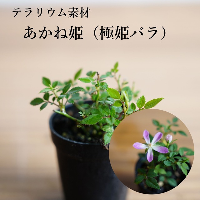 あかね姫（極姫バラ）|苔テラリウム作製用素材