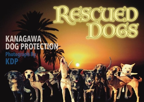 （10部以上）KDP RESCUED DOGS カレンダー2024年版