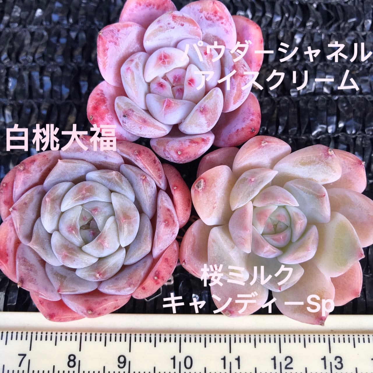 多肉植物 ほんのりピンクの紫麗殿♡カワイイ♡抜き苗 紫麗殿（しれいでん）