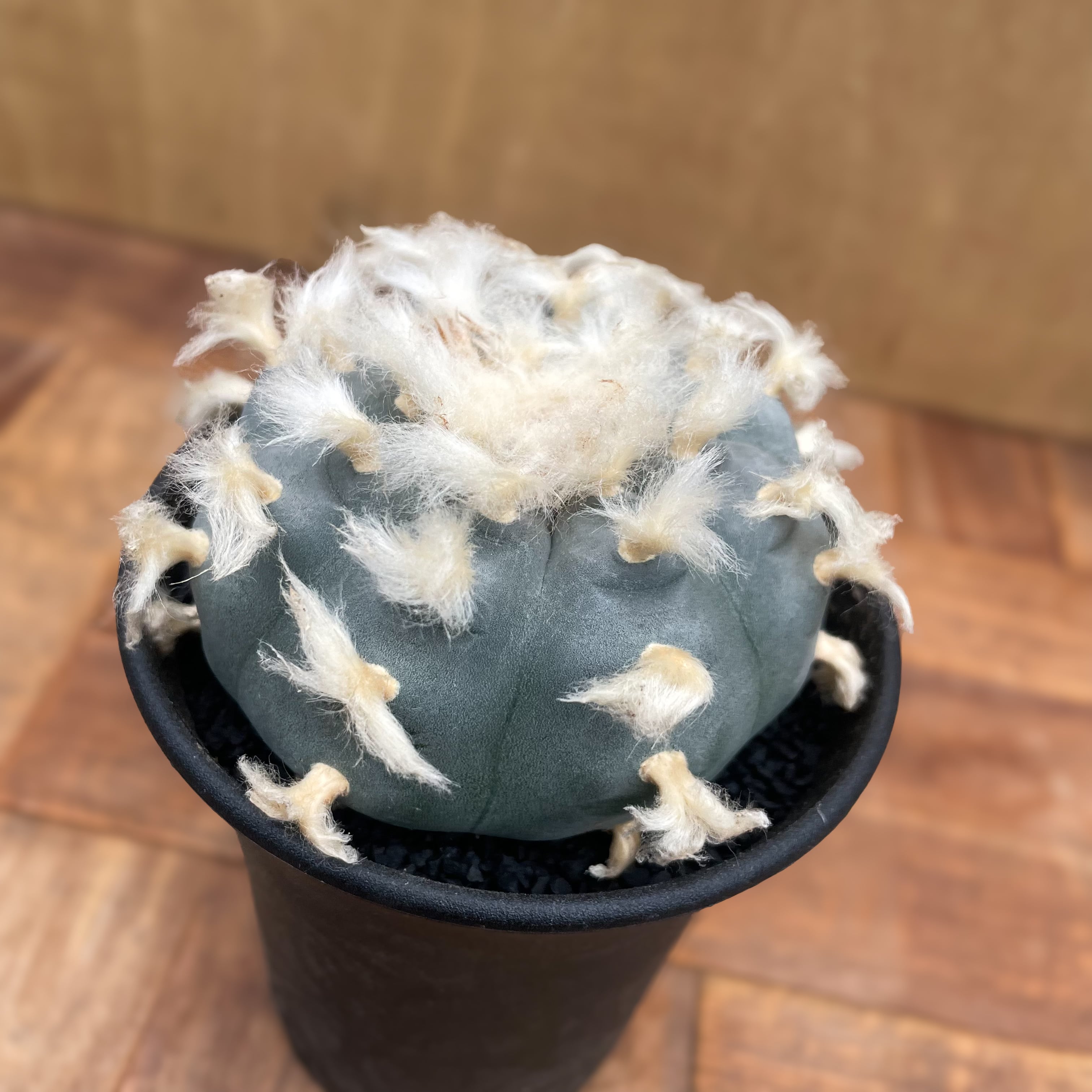Lophophora williamsii 