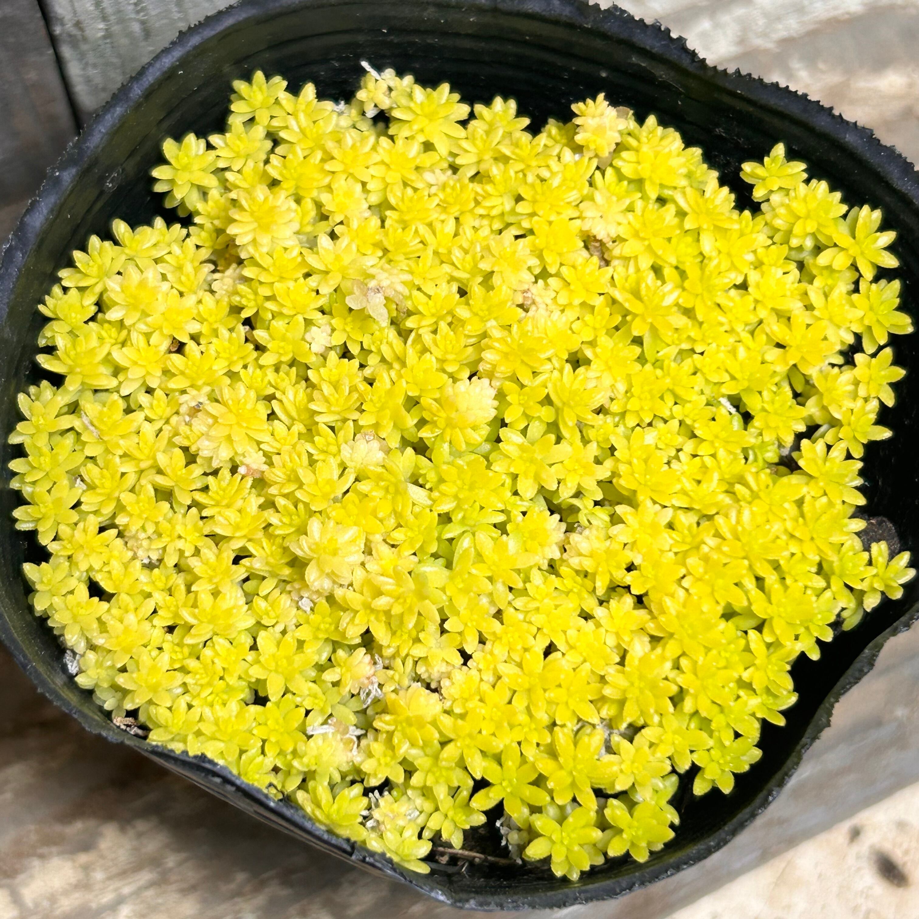 ヒアリナサンルイスデラパス | RuPo 多肉植物専門店