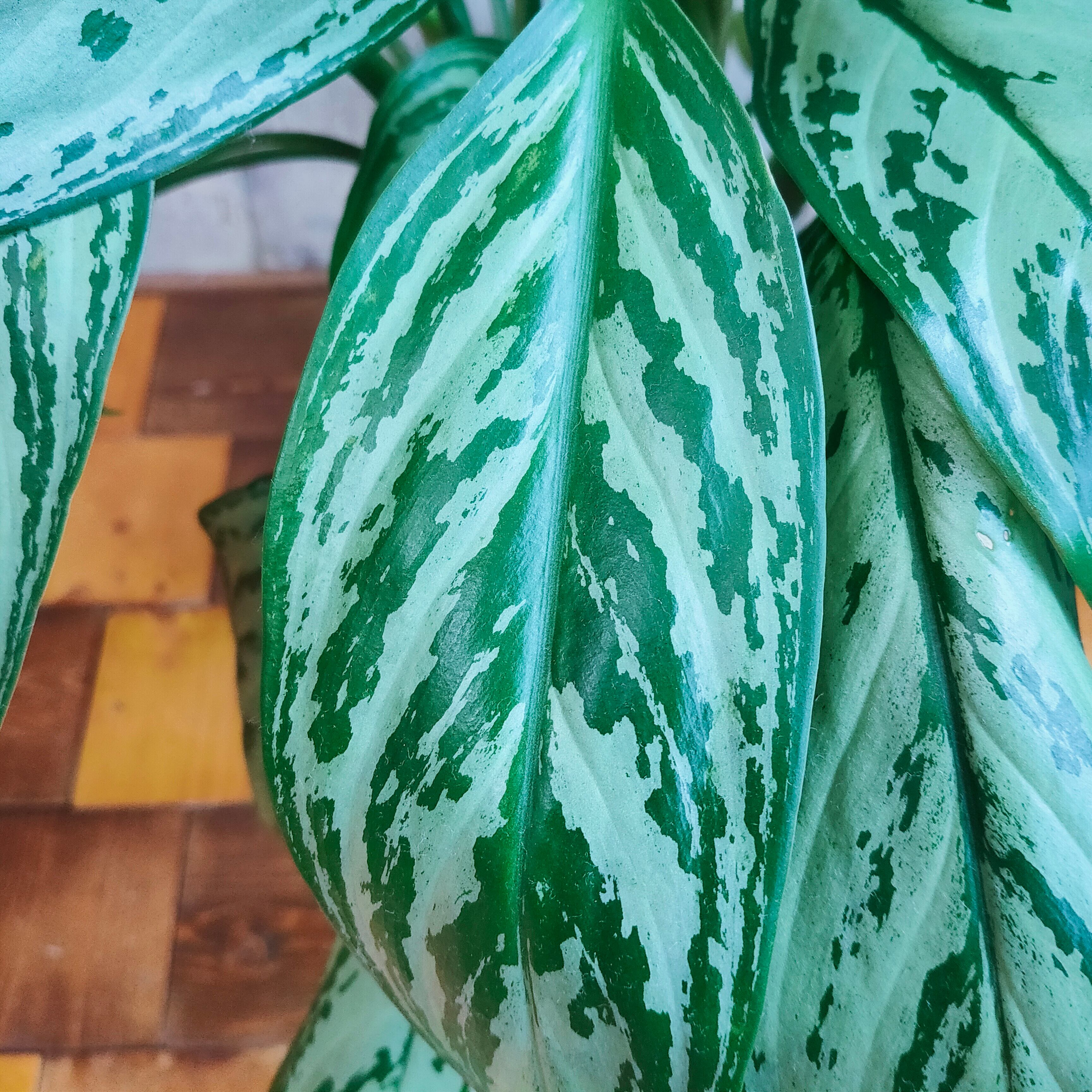 【観葉植物】アグラオネマ　シルバークィーン　受皿付 PLANCHU 観葉植物 アグラオネマ シルバークイーン 4号鉢 受け皿付き
