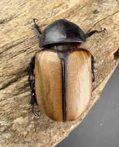 【WF1】《ゴホンツノカブト原名亜種 タイ産 74mm ペア》