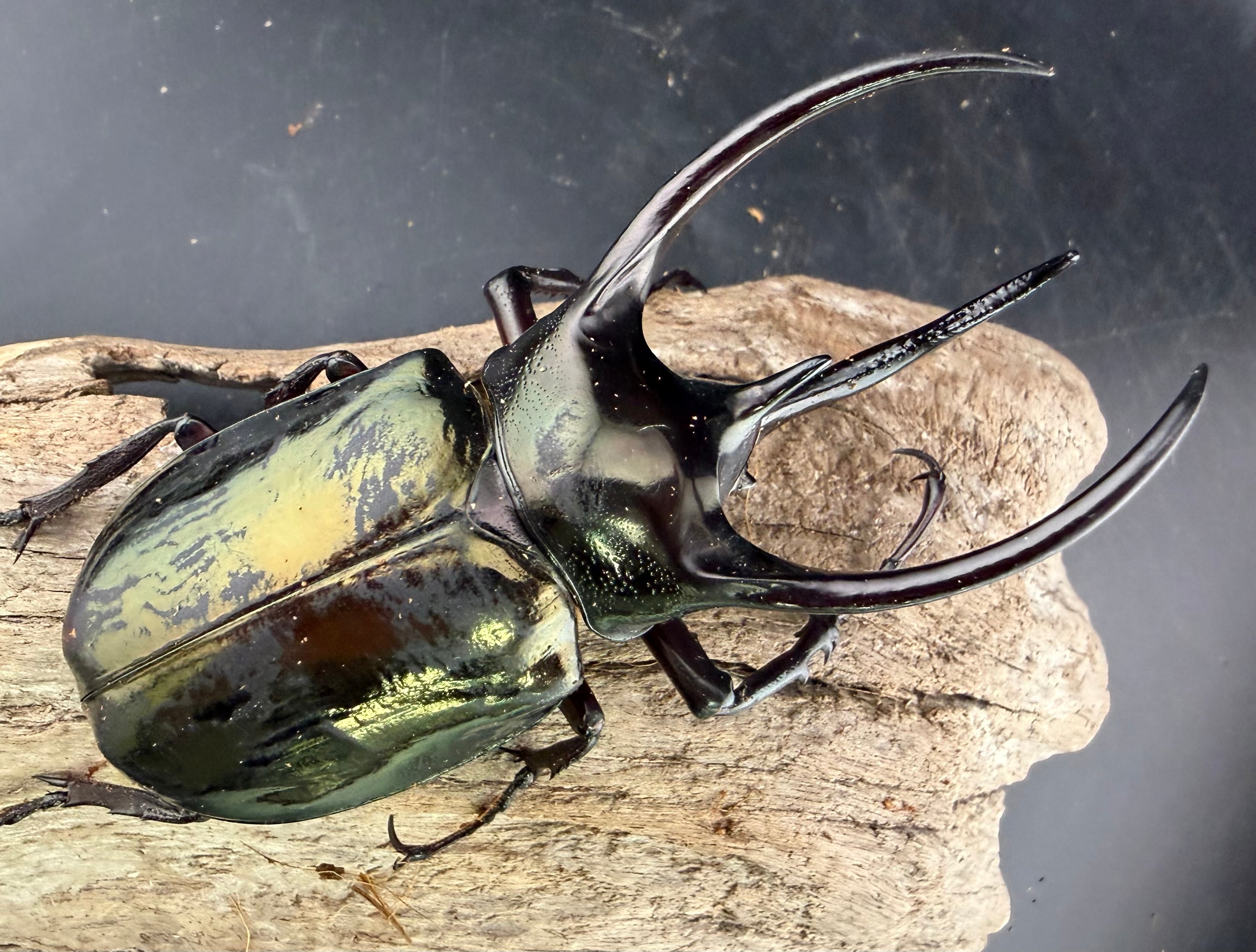 歳末SALEのお買い得商品 | KPW公式オンラインショップ